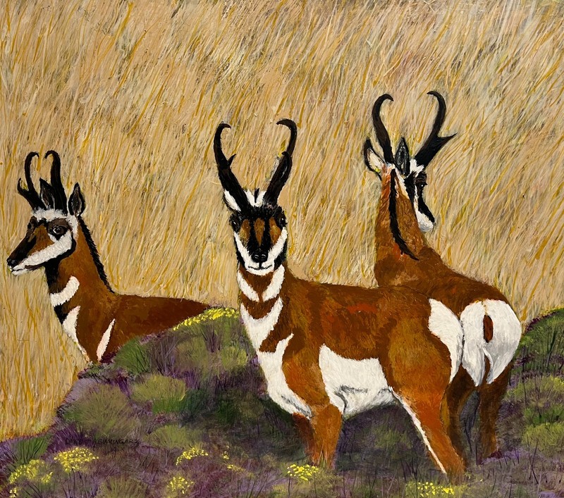 antelope, pronghorn, deer, animals