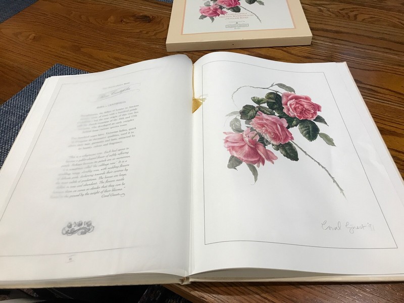Royal Roses Queen Mary's Garden 10 Watercolors by Coral Guest Victoria’s Secret gallery