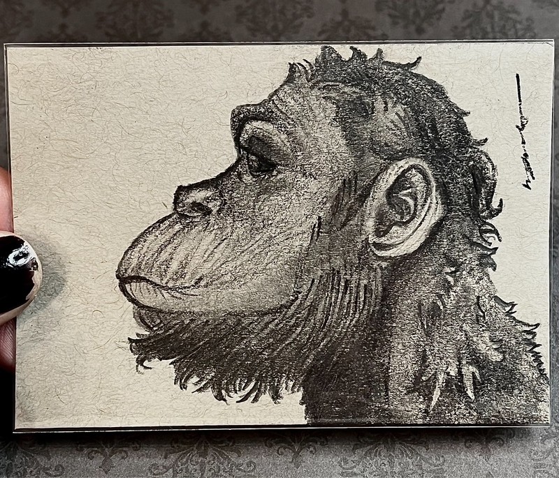 ACEO Original Art Cards Pencil Primates Profile Bonobo Ape Sihlouette NovaGale