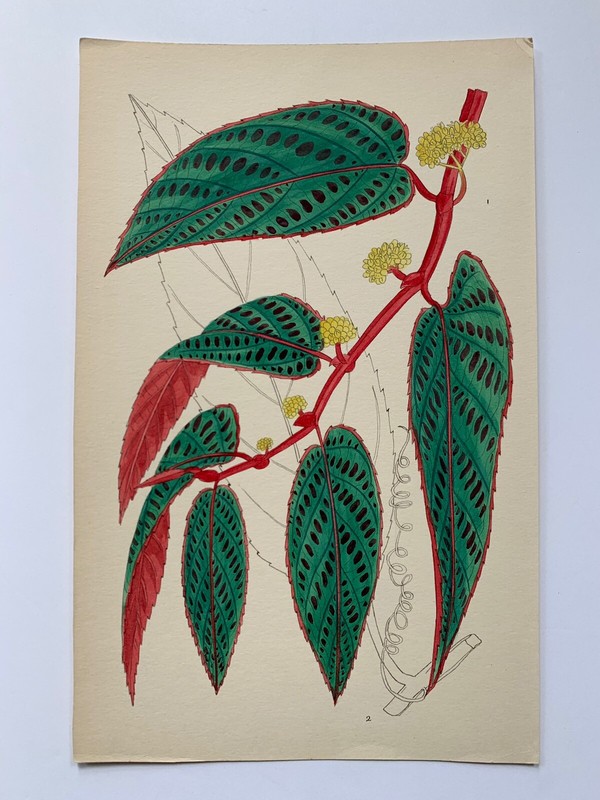 Antique 1900 OG Edwardian Botanical Foliage Illustration CISSUS DISCOLOR  Java 
