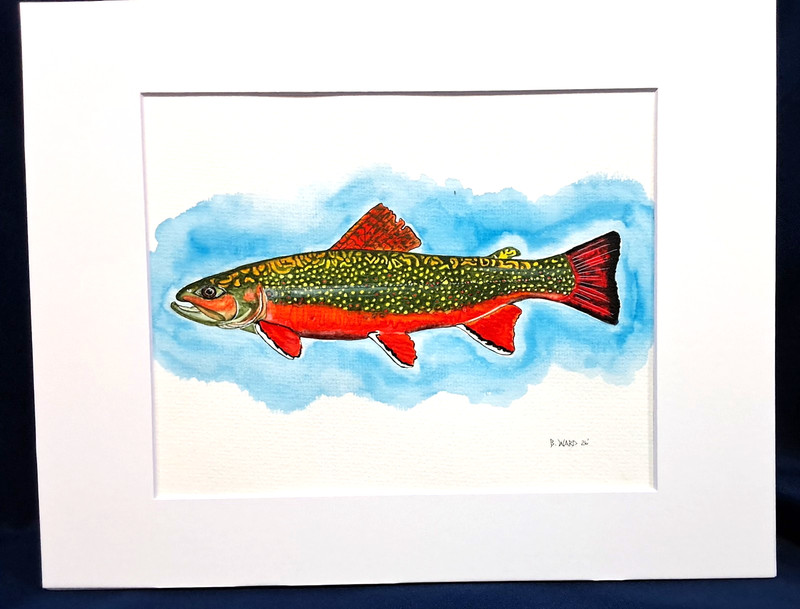 Brook Trout Original watercolor 8″x10″ in 11″x14″ acid free matt