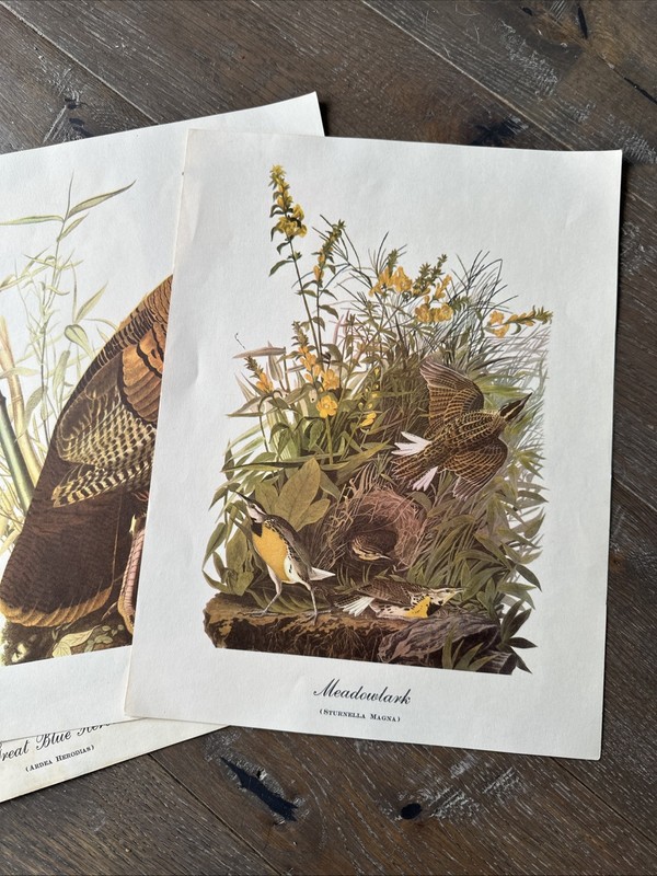 10 Best Loved Bird Prints by Audubon - Full Color Prints Vintage - gallery
