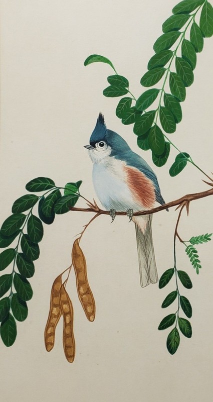 DOUGLAS HOWLAND Tufted Titmouse Bird Watercolor Painting Framed EXHIBITED 1970s