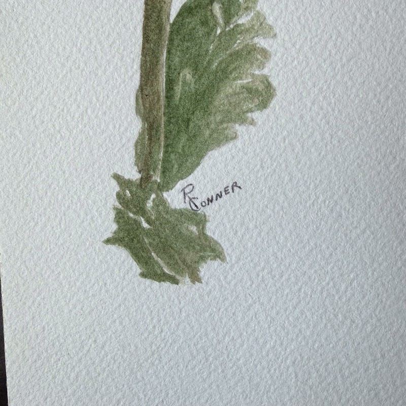 Watercolor Painting Original On Paper Peony Purple Pink 10x14 Signed Unframed gallery