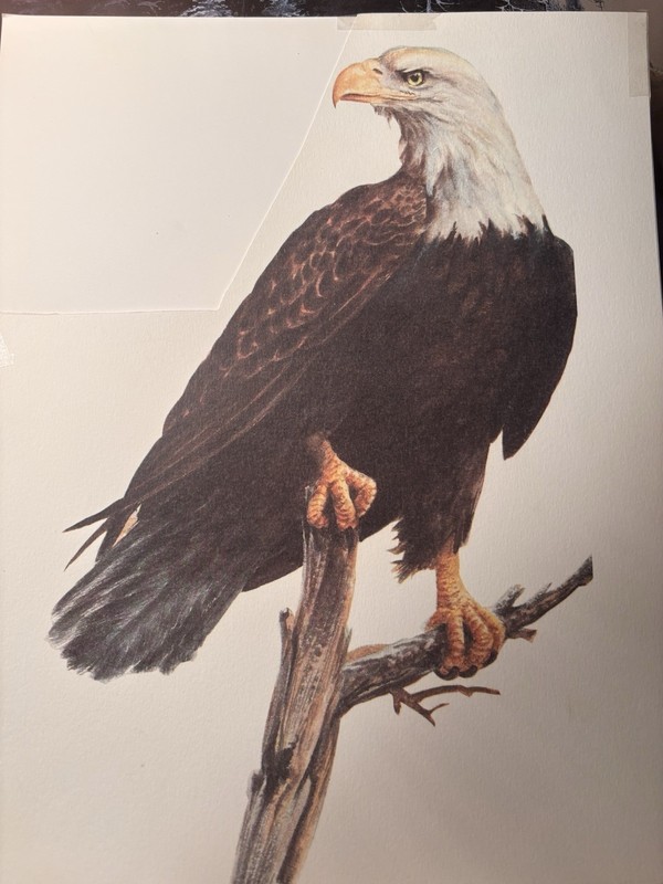 Eagle Jackie, shadow big Bear Lake video on YouTube 11 x 14 new print