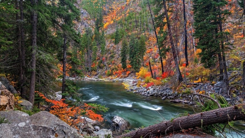 Autumn forest slope 100% cotton wall home Decor high quality Canvas