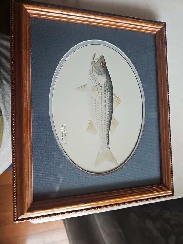 "Stipped Bass"