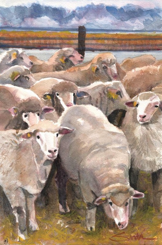 More Sheep : Signed LE Art Print Suitable for Framing : Sandra Watercolors™