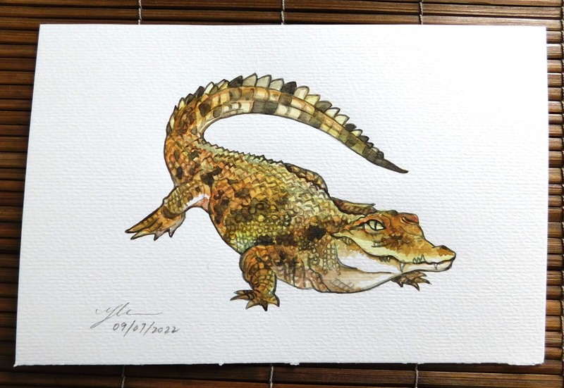 Original Watercolor Painting » Crocodile » by Patricia
