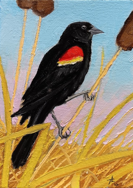 REDWING, 5X7 Original Oil Painting a Redwing Blackbird by Ty Livingston.