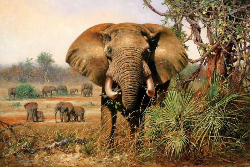 Elephant Grassland Landscape Oil painting HD Giclee Printed on canvas P142