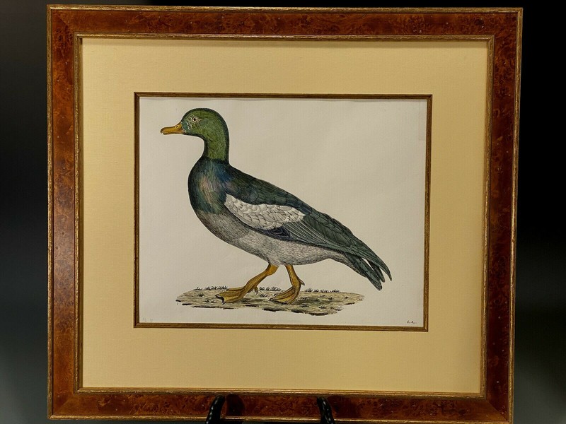 Ornithological Ink & Watercolor on paper of a Mallard Initialed E. A. 19-20th c. gallery