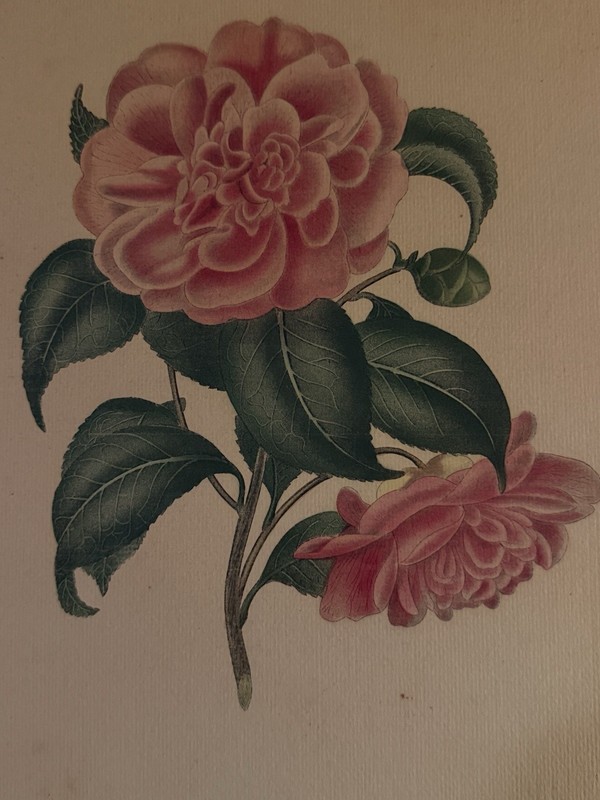 RARE Original 1830’s Alfred Chandler Camellia Japonica Folio Weddell Plate 6 gallery