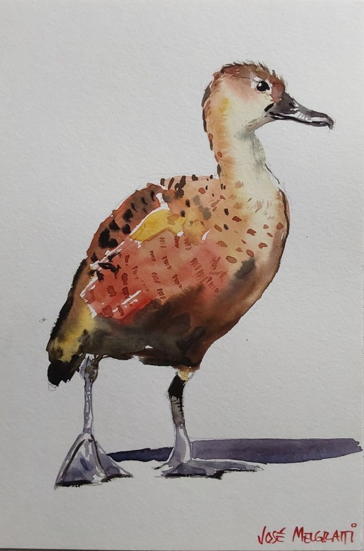 Original Small Watercolor Painting 6″ x 9″ NOT A PRINT Whistling Duck