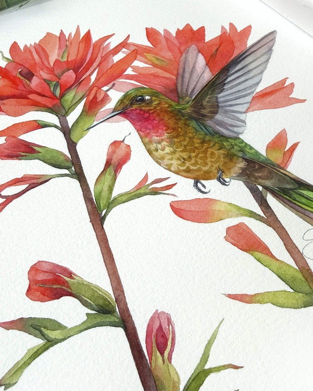 Original Watercolor Hummingbird and Red Flowers 8x10 Painting Unique Artwork gallery