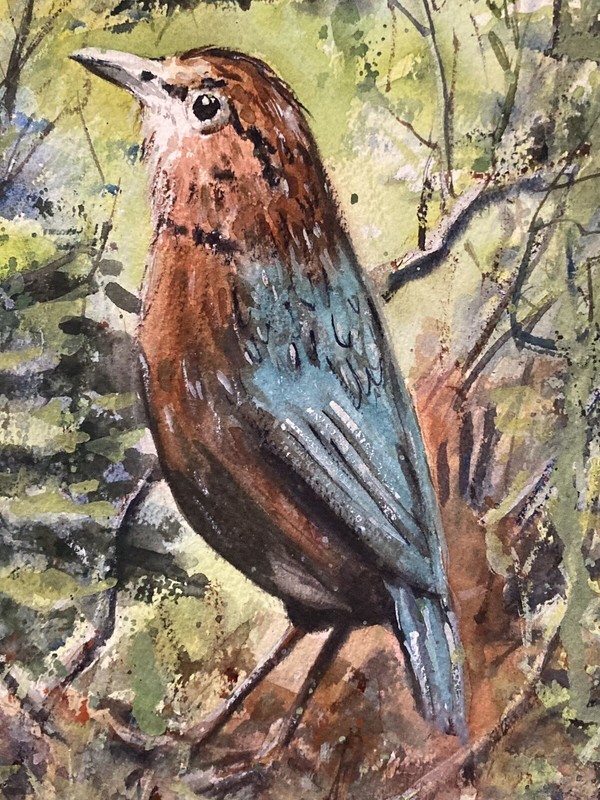 Original Watercolor Small Painting “ Bird In The Woods 10” x 7” NOT A PRINT gallery