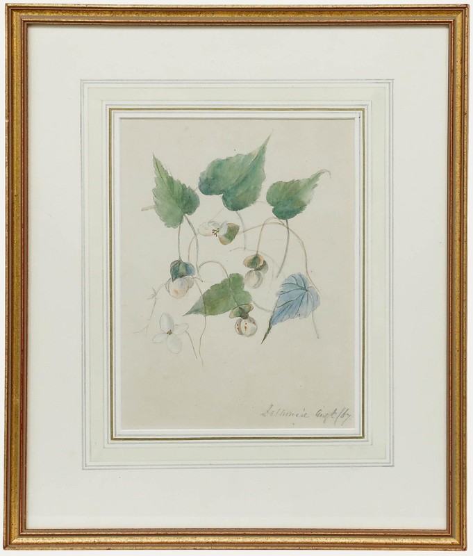 Mid 19th Century Watercolour – Dalhousie II