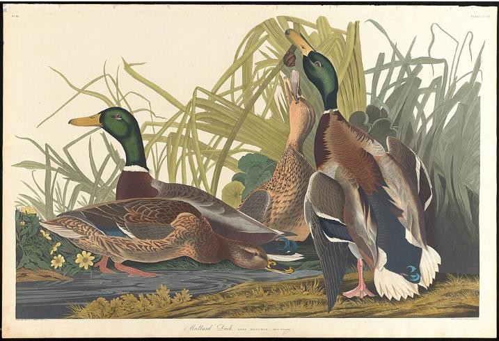 Art Giclee Printed Oil Painting Mallard duck Anas Boschas Home Decor Canvas