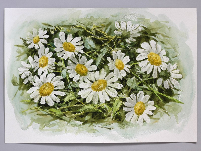Chamomile Wildflowers Watercolor Original Painting Fine Art 11 x 8 inches gallery