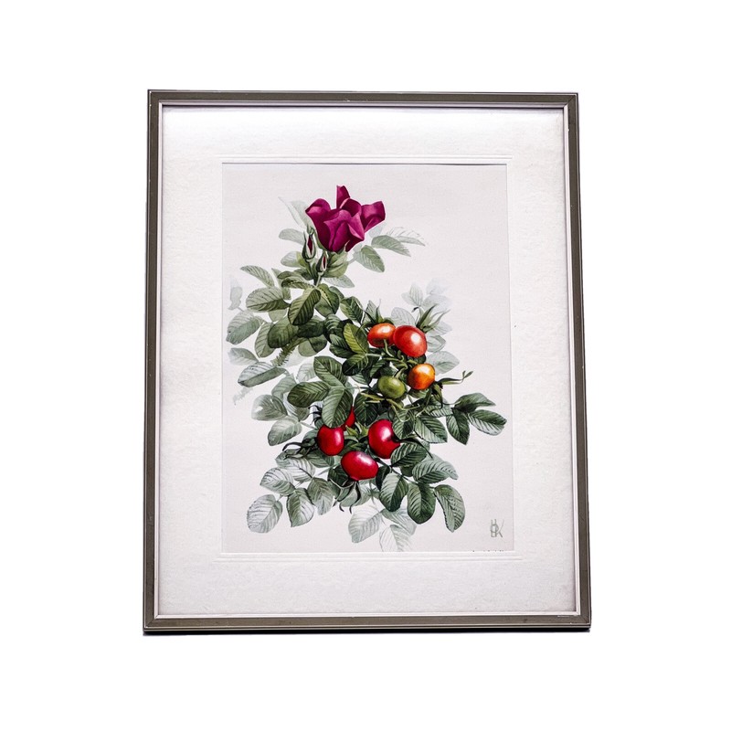 Vintage Watercolor Painting ‘Rosehip Branch’ Signed With Frame 25 X 31 Cm