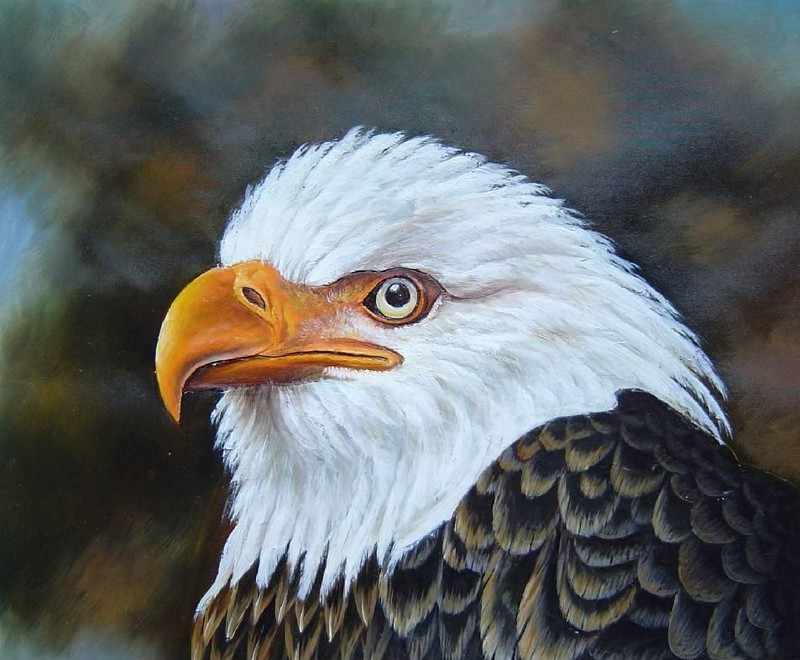 20×24 The head and Shoulder of a Bald Eagle -Our National Bird Oil Painting