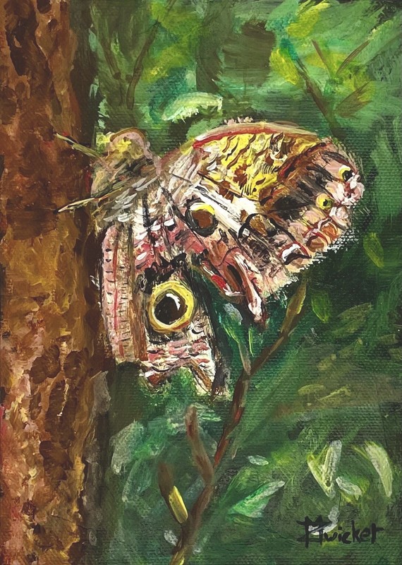 Original Owl Butterfly Painting 5×7 Signed M Zwicker Canvas Board Fine Art