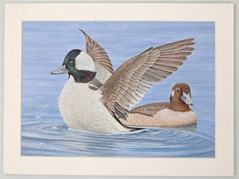 Robert Kusserow Original Acrylic Painting Bufflehead Duck Stamp Listed Artist