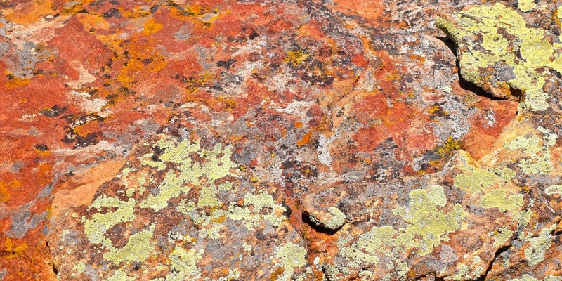 Lichens on Rock 5 – Digital Inkjet Photo Print – 9″ x 18″ with border