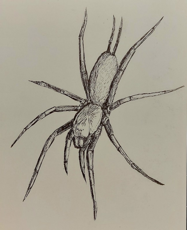 Linothele megatheloides (Colombian Funnel Web Spider) original Art ink drawing