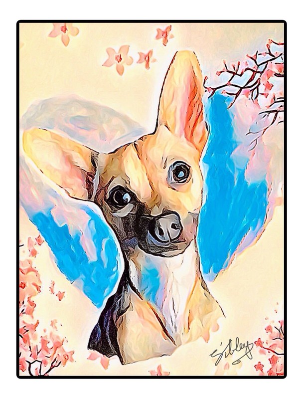 Art paintings original hand painted dog pet chihuahua 8×10”