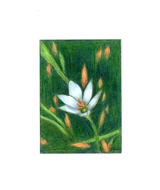 ACEO Original Signed «Just Opened» Flower, Prismacolor Pencil, Collectible Art