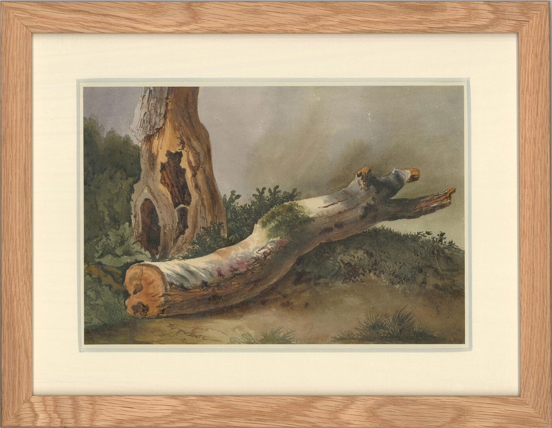 19th Century Watercolour – The Lone Tree in the Woods