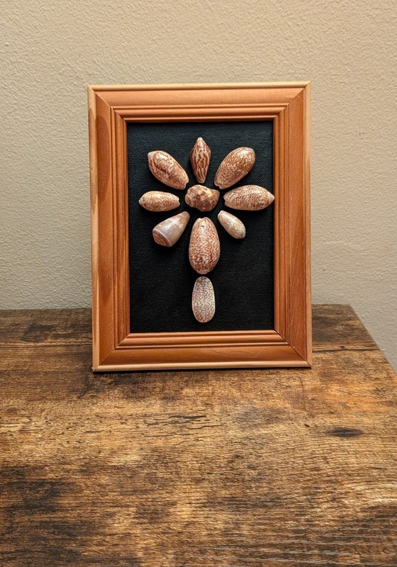 Pacific Seashells Art on Canvas, Wooden Frame (El Salvador, Panama, Costa Rica)