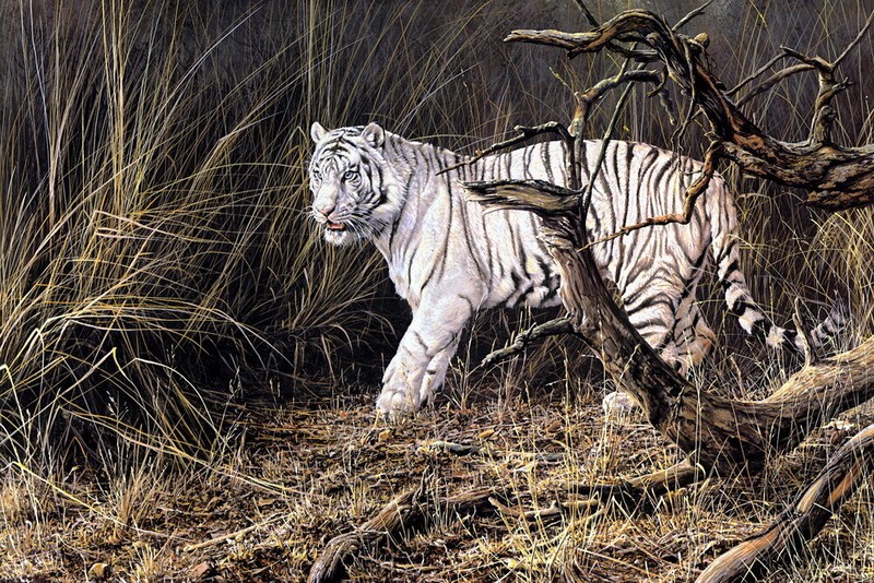 Home Decor White Tiger Animals Oil painting Art Giclee Printed on canvas P098