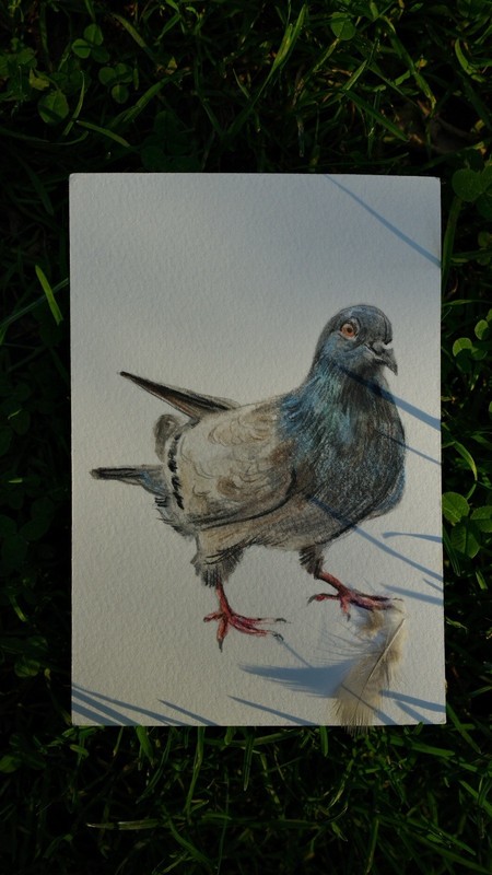 Adoptable Pigeon – Larry – #1 – OOAK Watercolor Painting – 4×6”, Includes Frame