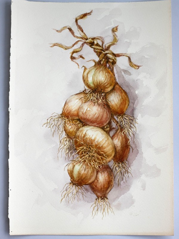 Onion Original Watercolor Painting Kitchen Botanical Art Rustic Decor 14.5x10 gallery