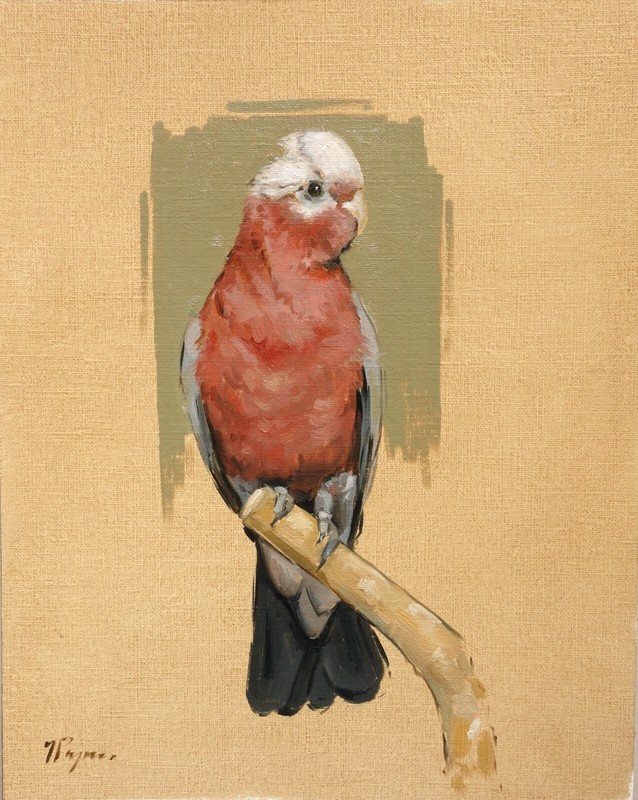 Wildlife art – original oil painting – galah – rose-breasted cockatoo bird