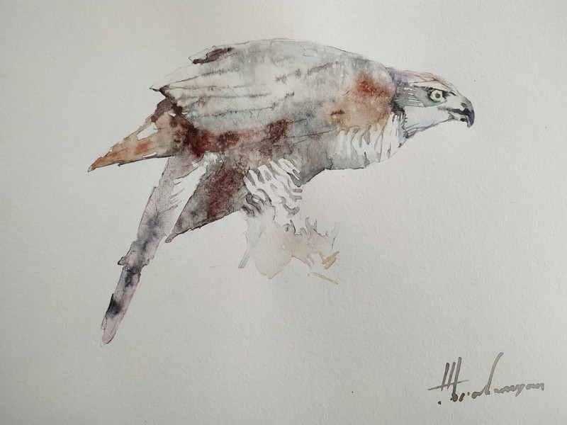 Hawk, Birds, Watercolor artwork, Handmade, Original painting on paper