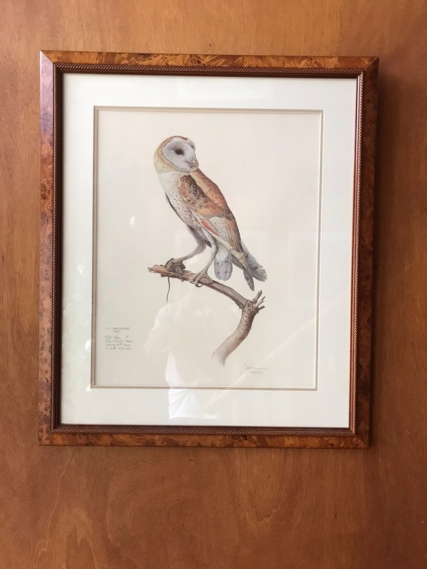 Limited Edition J. F. LANSDOWNE Signed Numbered 899/1500 Tyto alba Barn Owl 1967