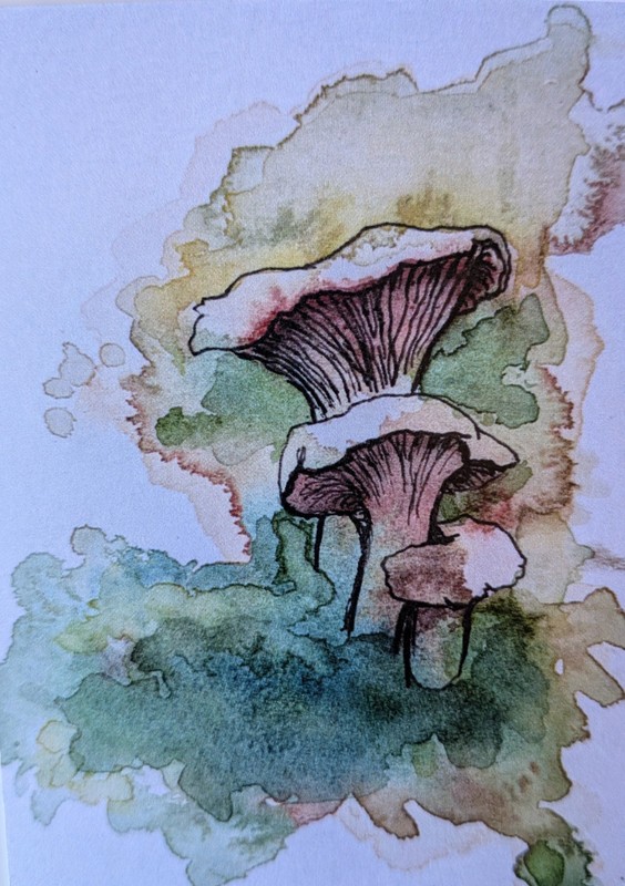 Aceo Chanterelle Mushrooms Limited Edition Print 1/5 Painting Signed 2.5 X 3.5