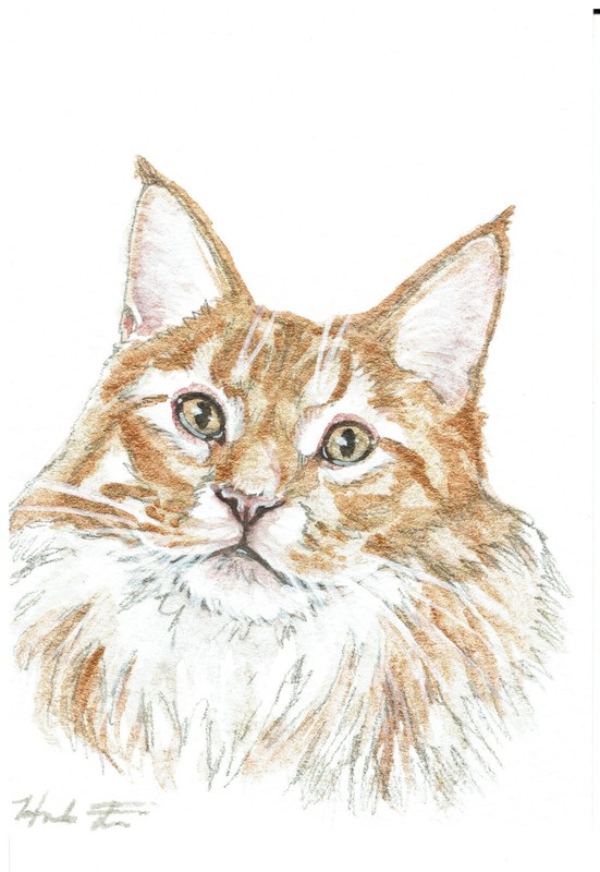 ACEO Original Watercolor Painting 2.5″x3.5″ Orange Tabby Maine Coon Pet Portrait