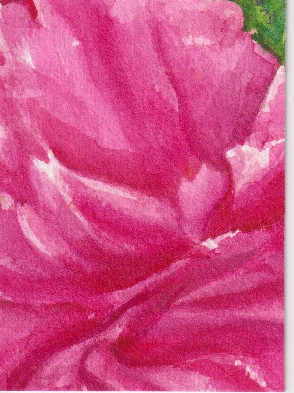 Original ACEO Pink Peony Watercolor Painting - Art by Sharon Foster - Flower gallery