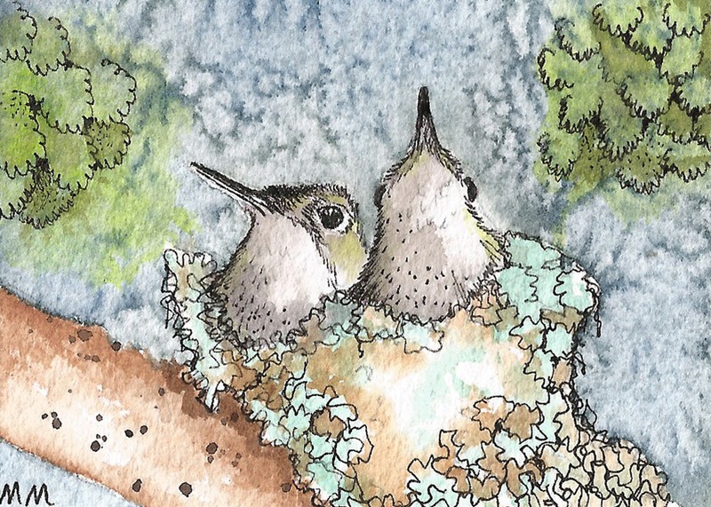 ACEO Limited Edition – Hummingbird Nestlings print of Original watercolor