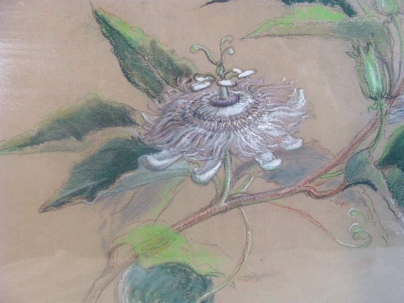 Antique 1947 Victoria Huntley May Pop Passion Flowers Pastel Painting gallery