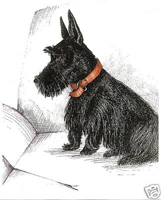 SCOTTISH TERRIER RYTA PRINT OF PAINTING DOG ART SCOTTIE 8×10 SKETCH PORTRAIT 🐶