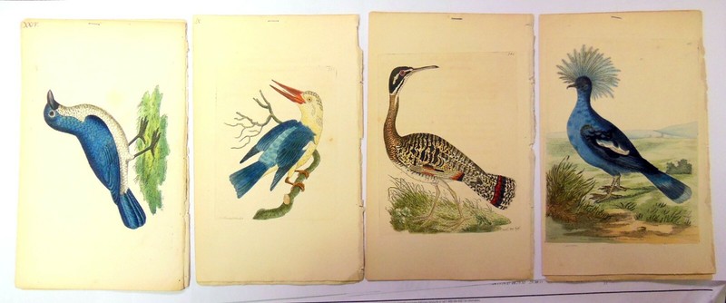 F.P. Nodder, 1796 London Rare Collection of 4 BEAUTIFUL Hand Colored Art Prints
