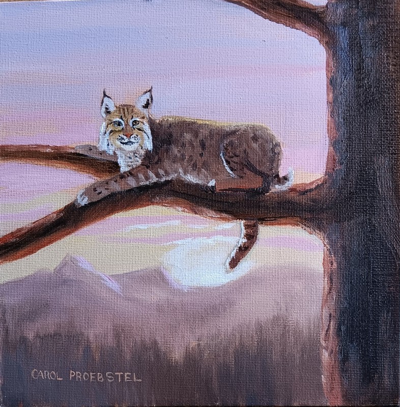Original oil painting wildlife bobcat sunrise feline cat Carol Proebstel