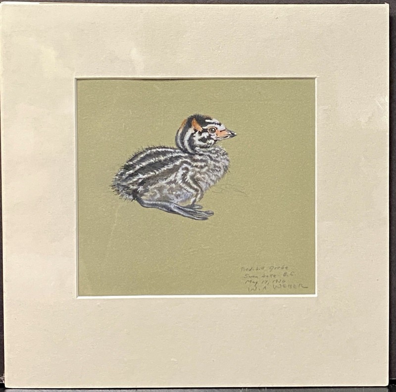Original Vint. Pied-bill Grebe Bird Art Painting by Walter Weber, Signed, 1930