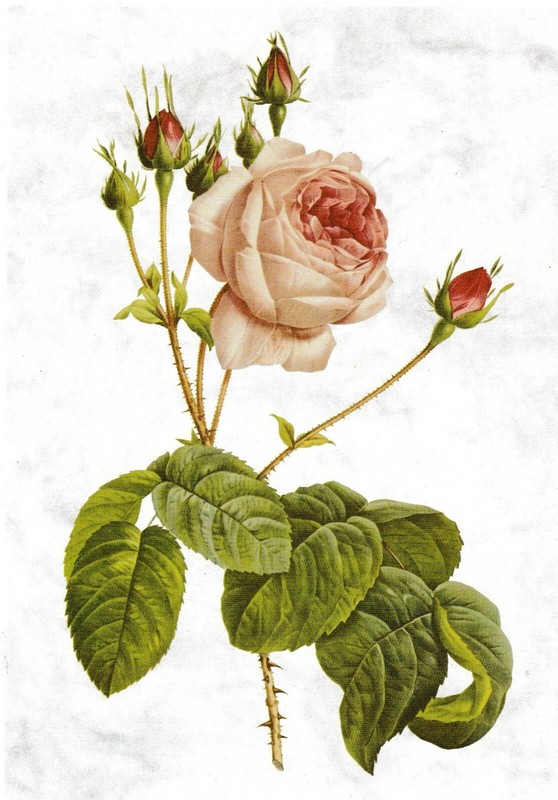 Card art 🌺🌹 REDOUTE Pierre Joseph ROSE Roses flower flowers collection