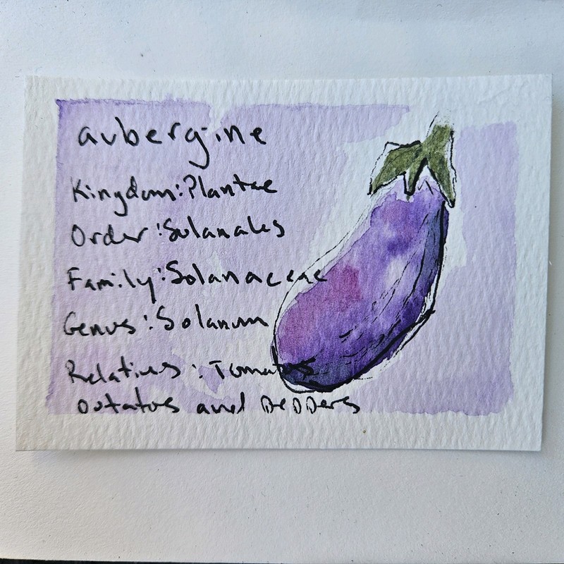 ACEO Original Mini Watercolor Eggplant 2.5″x3.5″ on paper by Rachel Taylor